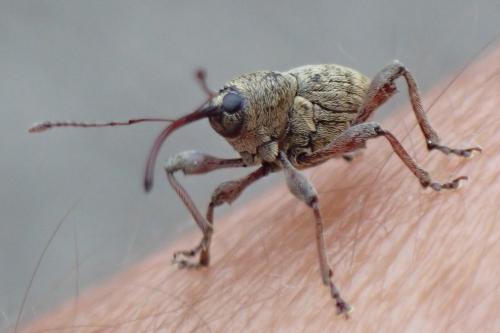 Réf. 311 295 : Curculio nucum